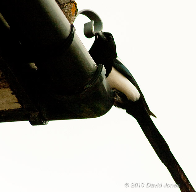 A Magpie inspects the entrance to a Swift's nest, 17 May