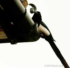 A Magpie inspects the entrance to a Swift's nest, 17 May