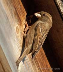 A House Sparrow feeds its chick, 17 May