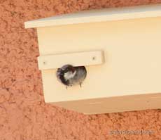 A male House Sparrow inspects a Swift box, 19 May