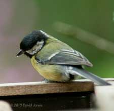 Great Tit female at bird table, 20 May