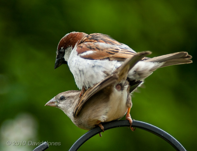House Sparrows mating, 20 May - 1