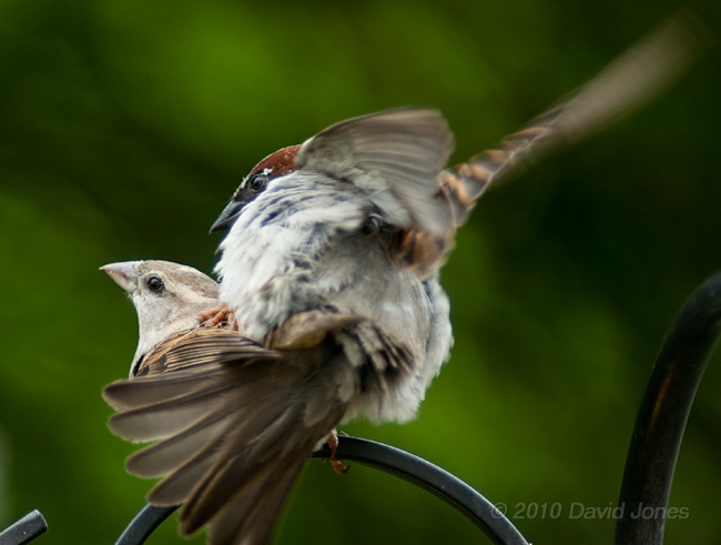 House Sparrows mating, 20 May - 2