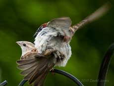 House Sparrows mating, 20 May