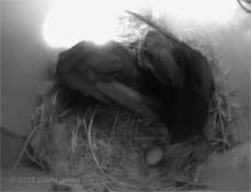 In SW(UP), the Swifts' first egg is revealed - 20 May 2010