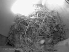 The Swifts' first egg in SW(UP) - 20 May