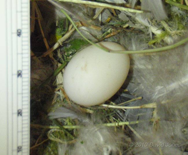 The Swift egg in SW(UP), 20 May