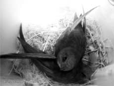 The Swifts in SW(UP) - 20 May 2010