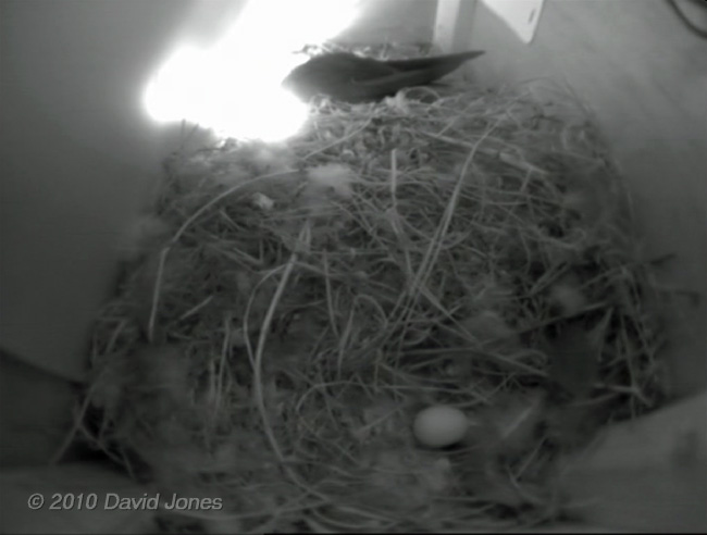 The Swift egg in SW(UP), 21 May