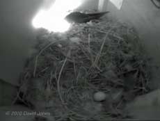 The Swift egg in SW(UP), 21 May