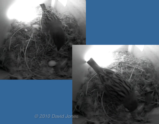 A male Sparrow inspects the Swifts' egg, 21 May