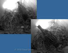 A male Sparrow inspects the Swifts' egg, 21 May