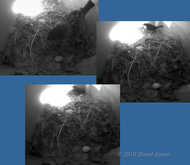 A male Sparrow inspects the Swifts' nest, 21 May