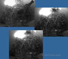 A male Sparrow inspects the Swifts' nest, 21 May