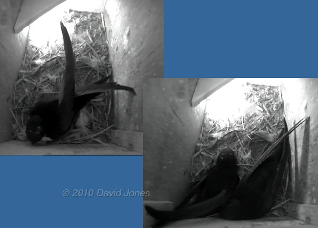 The Swifts in SW(LE) this afternoon, 21 May