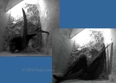 The Swifts in SW(LE) this afternoon, 21 May