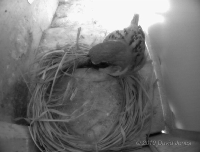 A male Sparrow inspects SW(LO) at noon, 22 May