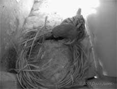 A male Sparrow inspects SW(LO) at noon, 22 May