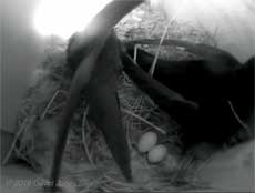 The Swifts in SW(UP) reveal egg #2 this afternoon, 22 May