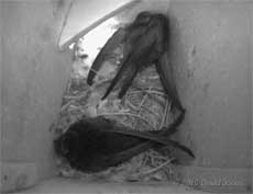 Two Swifts fight in SW(LE) this evening - 1, 22 May