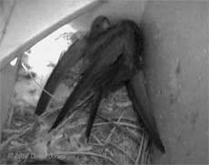 Two Swifts fight in SW(LE) this evening - 2 (cropped cctv image), 22 May