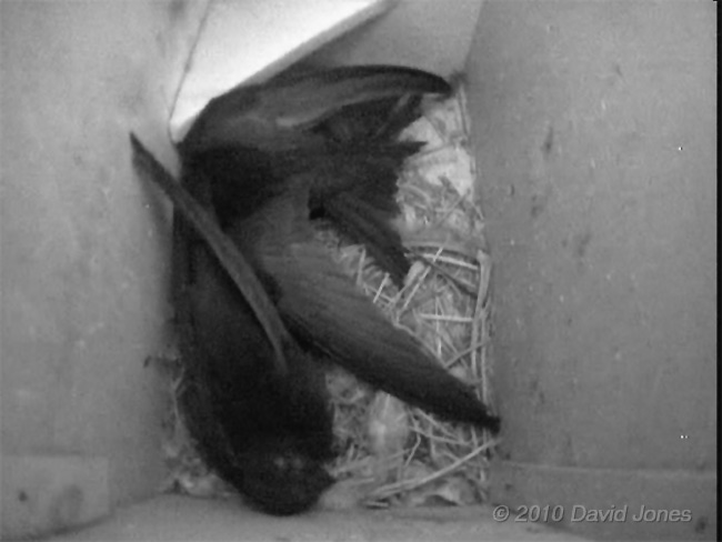 Two Swifts fight in SW(LE) this evening - after two and a half hours