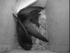 Two Swifts fight in SW(LE) this evening - after two and a half hours