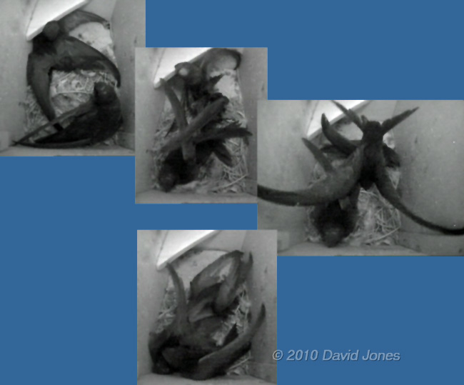 Two Swifts fight in SW(LE) this evening - coming to a climax, 22/23 May