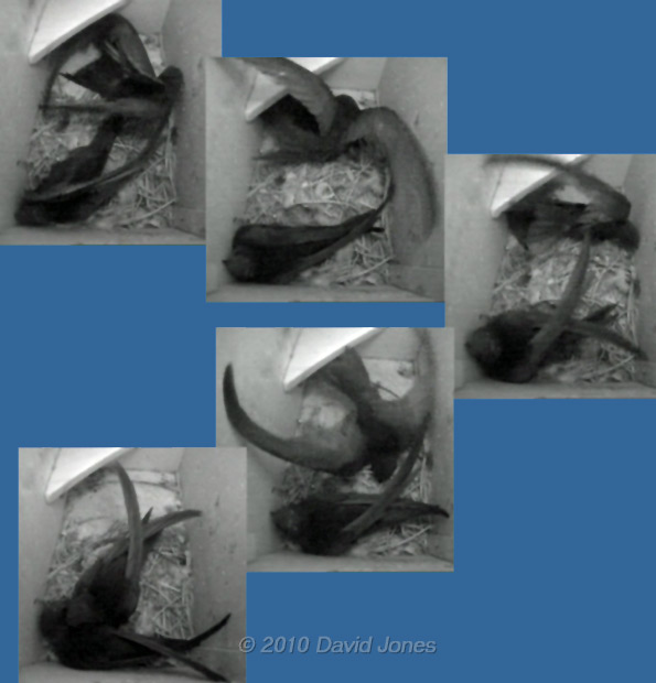 Two Swifts fight in SW(LE) this evening - defeated bird leaves, 22/23 May