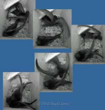 Two Swifts fight in SW(LE) this evening - defeated bird leaves, 22/23 May