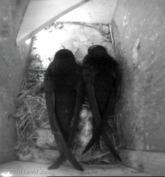 The two Swifts in SW(LE) prepare to leave this morning, 23 May