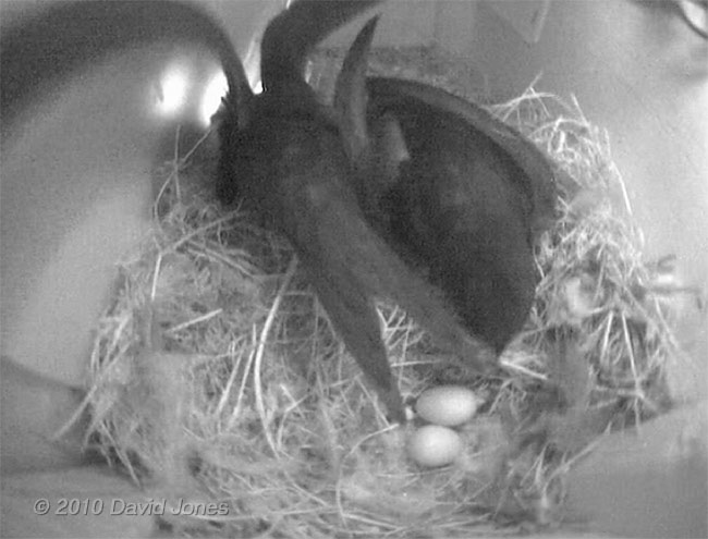 The Swifts in SW(UP) change over as they share incubation duties this evening, 23 May