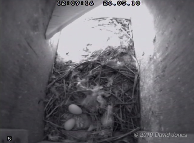 The second egg is laid by the Swifts in SW(LE), 26 May