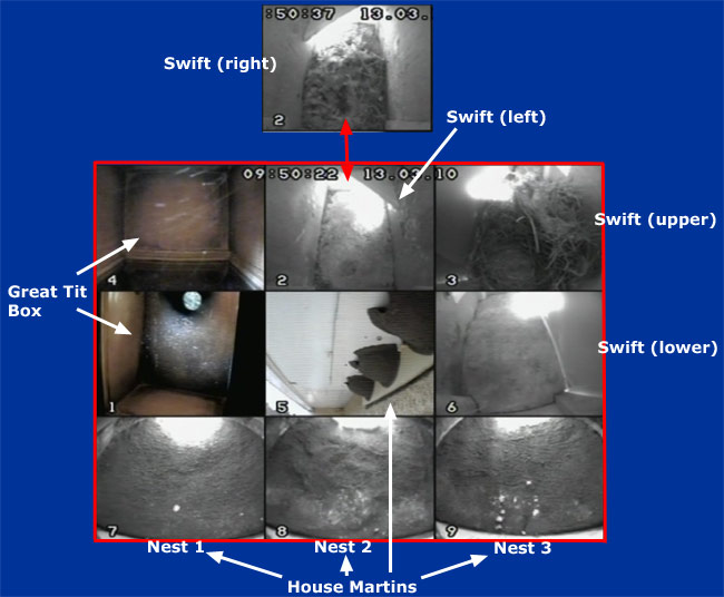 cctv composite image of our nest boxes