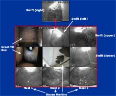 cctv composite image of our nest boxes