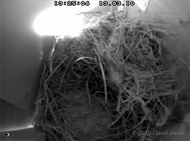 House Sparrow roost/nest