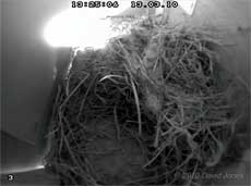 House Sparrow roost/nest