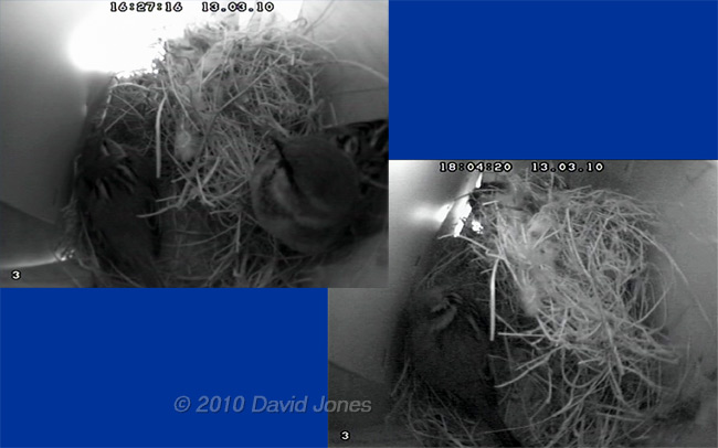 House Sparrows roosting tonight, 13 March