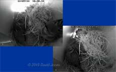 House Sparrows roosting tonight, 13 March