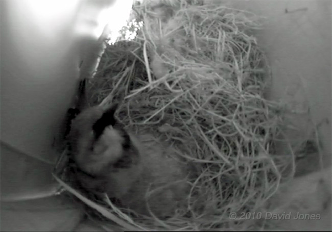 Female Sparrow inspects changes made in box, 15 March