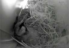 Female Sparrow inspects changes made in box, 15 March
