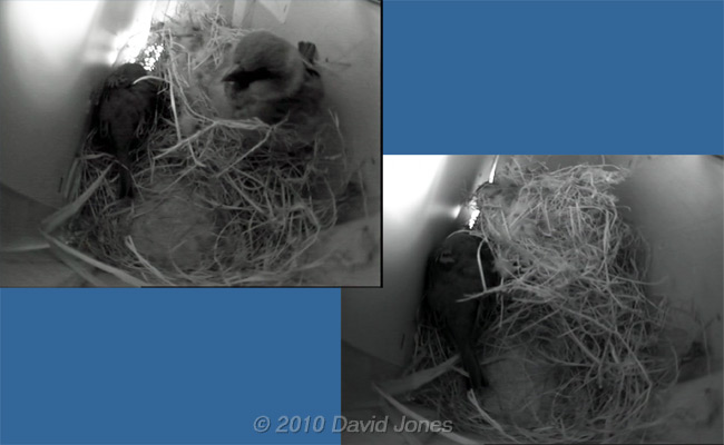 Female Sparrow settles down for the night, 15 March