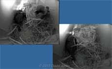 Female Sparrow settles down for the night, 15 March