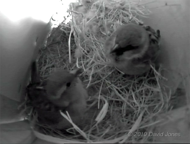 The Sparrow pair this morning, 16 March