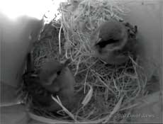 The Sparrow pair this morning, 16 March