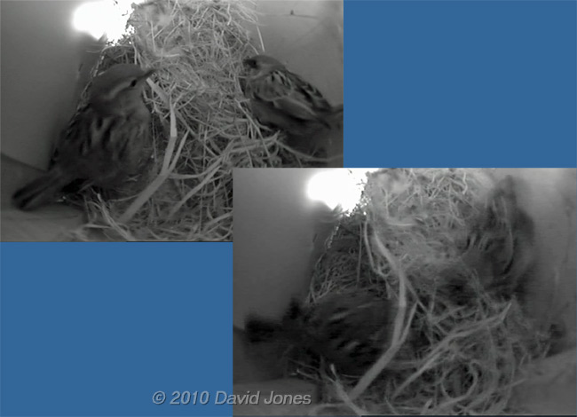 The female Sparrow shows aggression towrads her partner, 16 March