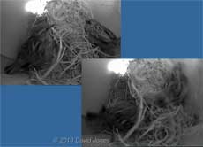 The female Sparrow shows aggression towrads her partner, 16 March