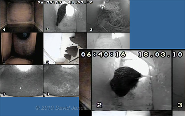 A male Starling inspects Swift box (R), 18 March