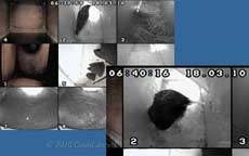 A male Starling inspects Swift box (R), 18 March