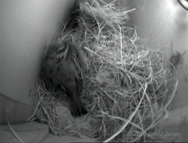 The Sparrow pair tonight (male in background), 21 March